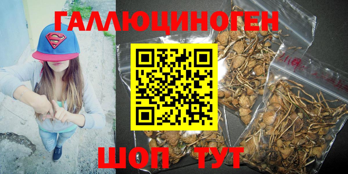 Псилоцибиновые грибы Psilocybe Лабинск